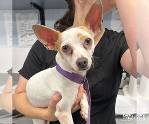 Chihuahua-Unknown Mix Dogs for adoption in Washington, DC, USA