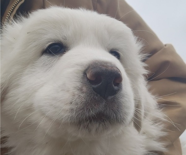 Full screen Photo #4 Great Pyrenees Puppy For Sale in PRESCOTT, WA, USA