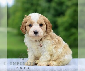 Cavachon Puppy for sale in ANNVILLE, PA, USA