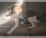 Small Photo #1 Coonhound Puppy For Sale in Dana Point, CA, USA