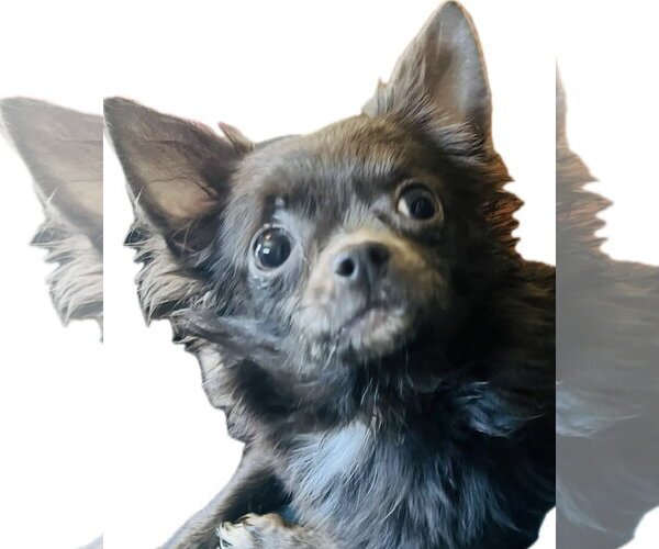 Medium Photo #4 Chihuahua Puppy For Sale in Germantown, OH, USA