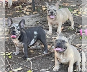 French Bulldog Puppy for sale in SAN BERNARDINO, CA, USA