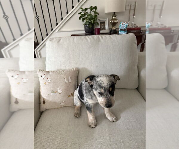 Medium Photo #3 Australian Shepherd-Unknown Mix Puppy For Sale in Raleigh, NC, USA