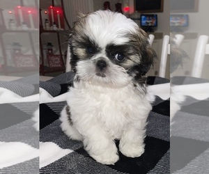 Shih Tzu Puppy for Sale in TACOMA, Washington USA