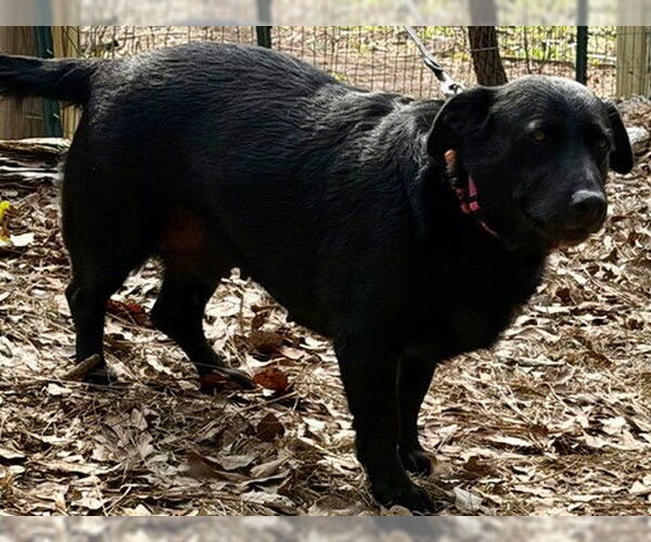 Medium Photo #3 Shepradors Puppy For Sale in Newfoundland, PA, USA