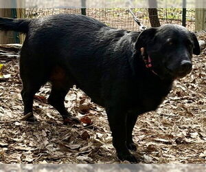Daisy (dwarf) - Female Shepradors Dog for Adoption - Photo #3