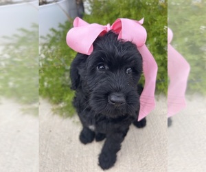 Goldendoodle (Miniature) Puppy for sale in HOUSTON, TX, USA