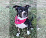 Small #3 Mutt