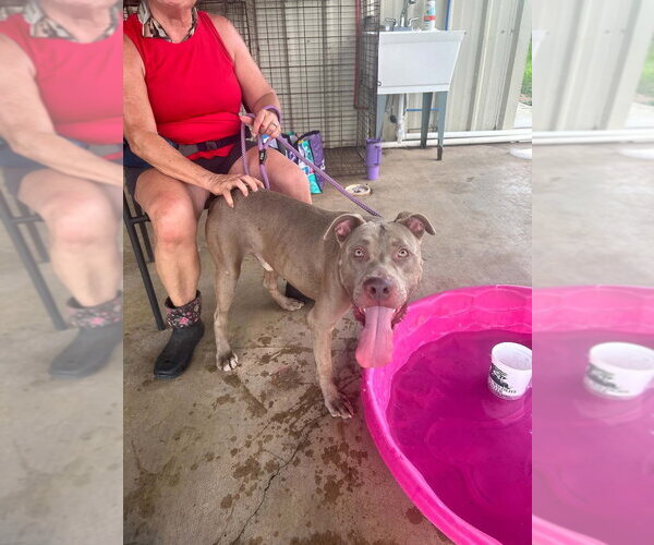 Medium Photo #3 Mutt Puppy For Sale in Abbeville, LA, USA