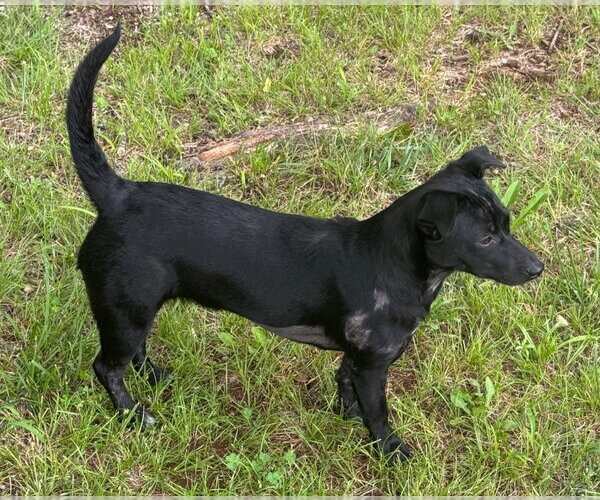 Medium Photo #1 Dachshund Puppy For Sale in Claremore, OK, USA