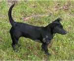 Small Dachshund