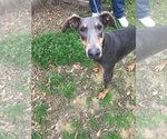 Small Photo #1 Doberman Pinscher Puppy For Sale in Jackson, MS, USA