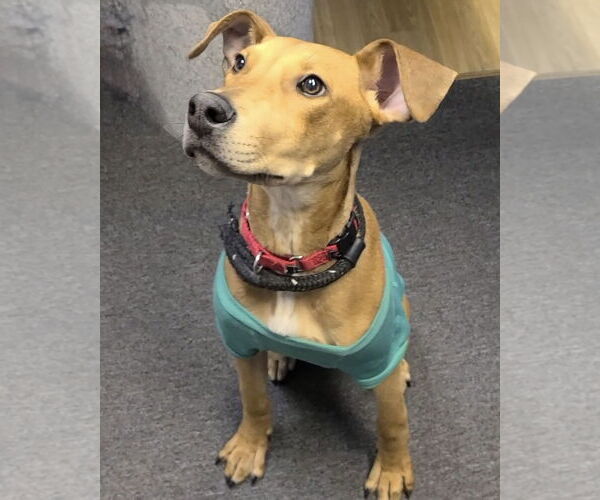 Medium Photo #6 Unknown-Vizsla Mix Puppy For Sale in Spotsylvania, VA, USA