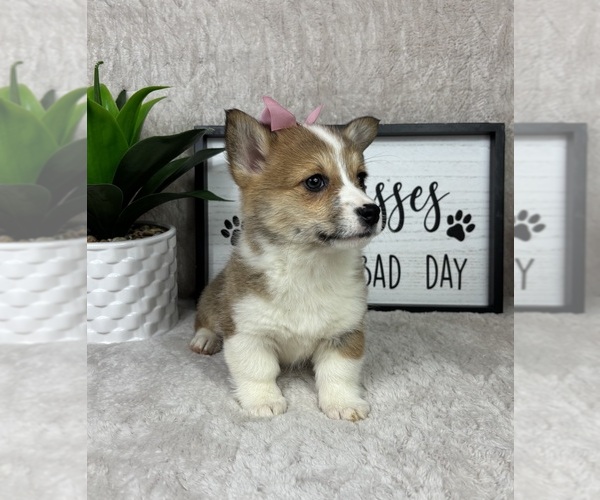 Medium Photo #4 Pembroke Welsh Corgi Puppy For Sale in FRANKLIN, IN, USA