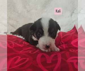 Australian Shepherd Puppy for sale in PHOENIX, AZ, USA