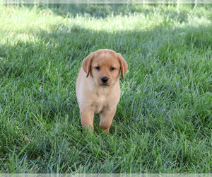 Labrador Retriever Puppy for sale in SYRACUSE, IN, USA