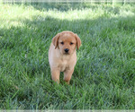 Cassidy - Female Labrador Retriever Puppy for Sale - Small photo