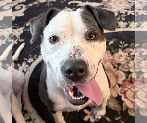 Retriever -Unknown Mix Dogs for adoption in Woodbury, NY, USA