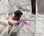 Small #13 Doberman Pinscher