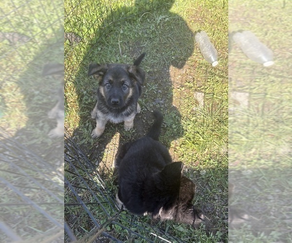 Medium Photo #6 German Shepherd Dog Puppy For Sale in SUMPTER TWP, MI, USA
