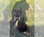 Small Photo #6 German Shepherd Dog Puppy For Sale in SUMPTER TWP, MI, USA