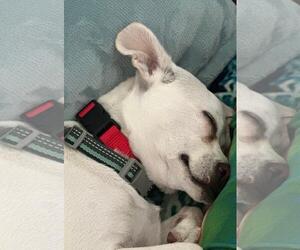 Richie - Male Mutt Dog for Adoption - Photo #6