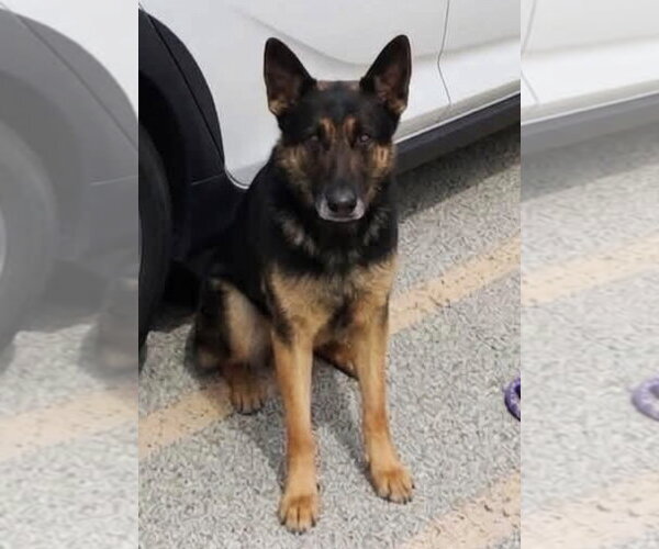 Medium Photo #2 German Shepherd Dog-Unknown Mix Puppy For Sale in Westmont, IL, USA