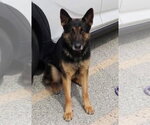 Small #1 German Shepherd Dog Mix