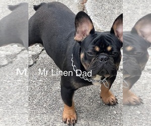 Father of the French Bulldog puppies born on 08/24/2023