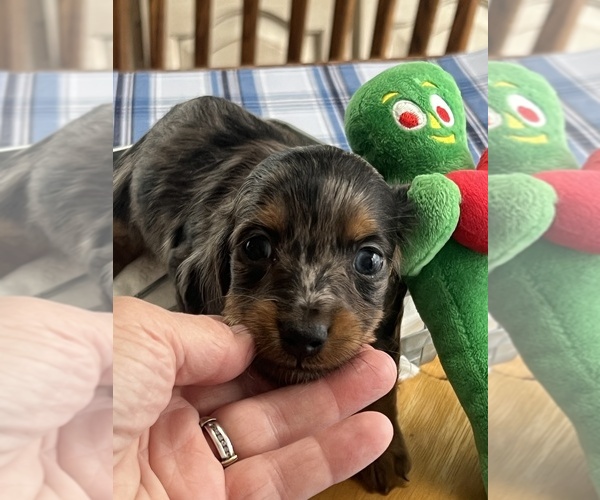 Medium Photo #5 Dachshund Puppy For Sale in NILES, MI, USA