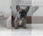 Small #1 French Bulldog
