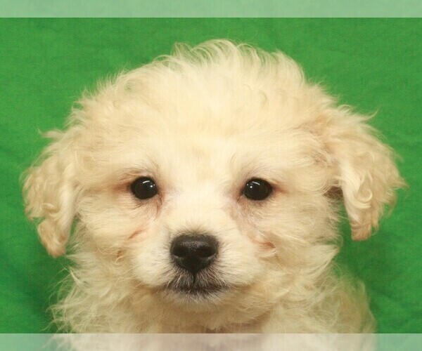 Medium Photo #3 Maltipoo Puppy For Sale in SHAWNEE, OK, USA