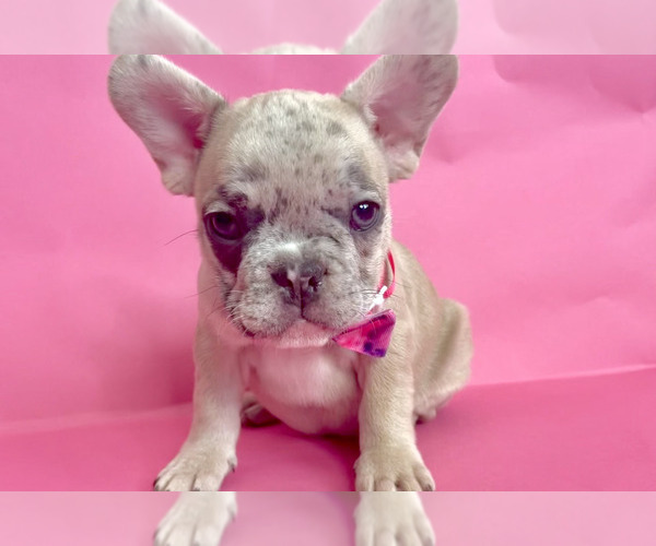 Medium Photo #7 French Bulldog Puppy For Sale in ATHERTON, CA, USA