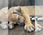 Small #7 Rhodesian Ridgeback