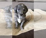Small #1 Aussiedoodle-Poodle (Standard) Mix