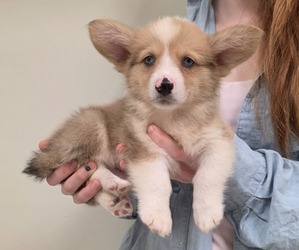 Pembroke Welsh Corgi Puppy for sale in MILTON, WI, USA