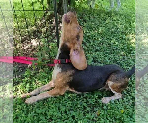 Medium Photo #5 Beagle Puppy For Sale in Dunnellon, FL, USA