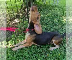 Rue - Female Beagle Dog for Adoption - Photo #5