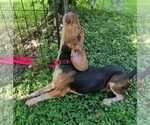 Small Photo #5 Beagle Puppy For Sale in Dunnellon, FL, USA