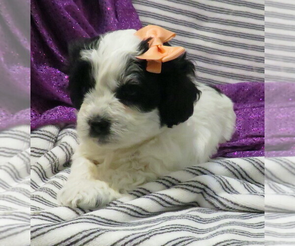 Medium Photo #4 ShihPoo Puppy For Sale in DONGOLA, IL, USA
