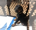 Small Photo #13 Doberman Pinscher Puppy For Sale in LINCOLN PARK, MI, USA