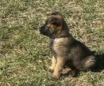 Puppy Puppy 2 Belgian Malinois
