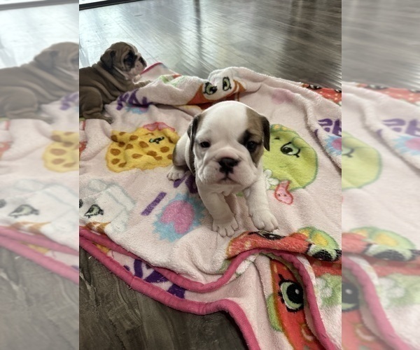 Medium Photo #9 English Bulldog Puppy For Sale in SPRING HILL, FL, USA