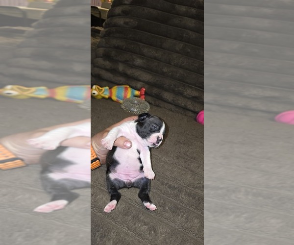Medium Photo #4 Boston Terrier Puppy For Sale in MITCHELL, IN, USA
