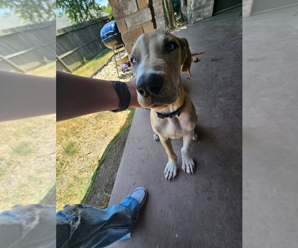 Medium Photo #4 Great Dane Puppy For Sale in Bullard, TX, USA