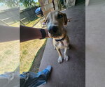 Small #3 Great Dane