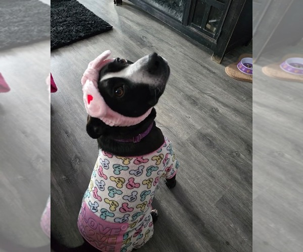 Medium Photo #3 Mutt Puppy For Sale in Sheboygan, WI, USA