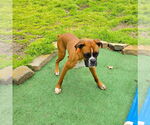 Small #2 Boxer