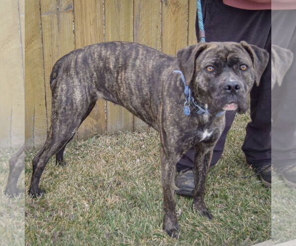 Medium Photo #2 Mastador Puppy For Sale in Huntley, IL, USA