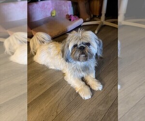 Father of the Shih Tzu puppies born on 05/27/2026
